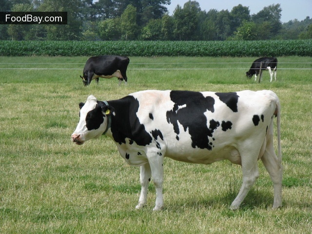 Mesne pasmine krava i bikova. Produktivnost govedine
