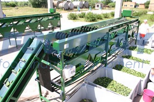 Cucumber Processing Line Moscow - picture 1