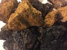 Chaga birch, clean, dry and transport humidity, wholesale