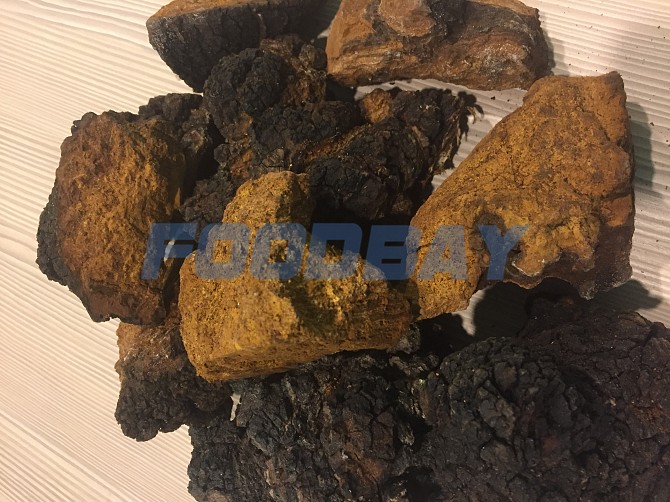 We buy chaga, clean, dry and moist. Izhevsk - picture 1