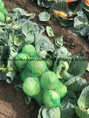 Cabbage Saratov - picture 1
