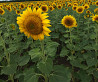 Ich verkaufe Sonnenblumenkerne Grade Cossack RS 1