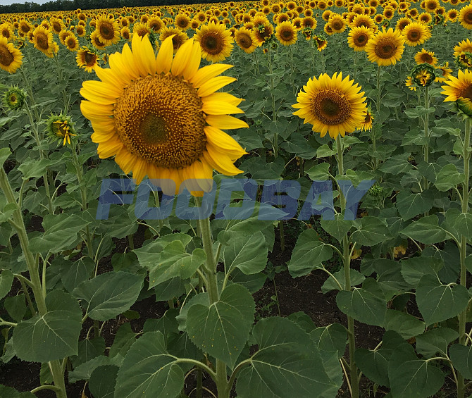 Ich verkaufe Sonnenblumenkerne Grade Cossack RS 1 Zernograd - Bild 1