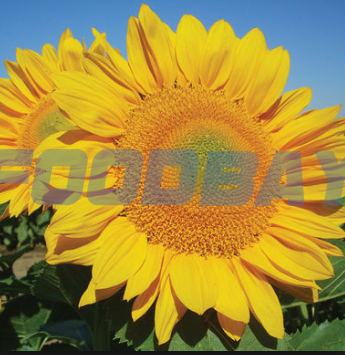 Sunflower seeds grade VNIIMK 100 Zernograd - picture 1