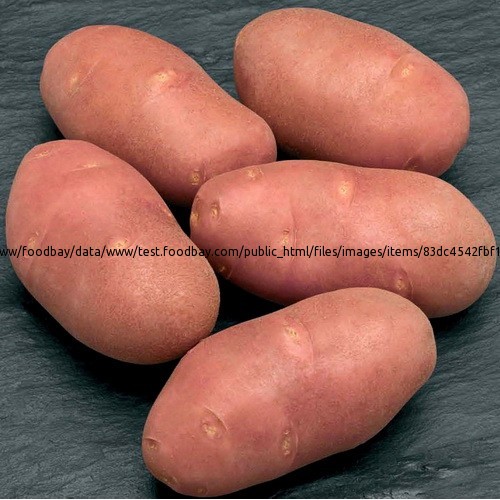 Potato seed Red Scarlet Elite Ryazan - picture 1