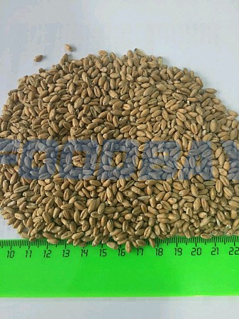Пшеница 5 класс 4000 тонн (Саратов) Казань - изображение 1