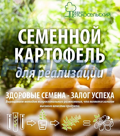 Seed Potatoes for sale (Scarlet) Ekaterinburg - picture 1