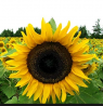 Sunflower seeds hybrid Mercury F 1