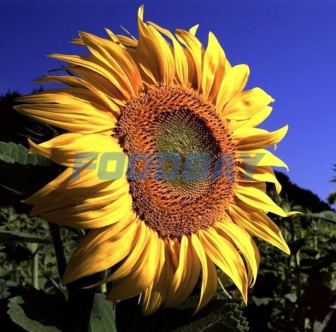 Sunflower seeds grade Azov RS 1 Zernograd - picture 1