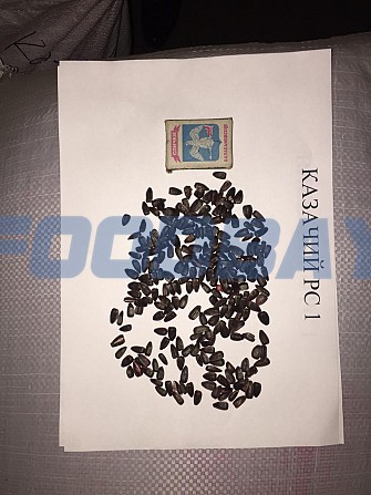 Sunflower seeds ultra early Cossack RS 1 Zernograd - picture 1