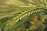 Spring barley seeds Ratnik RS1