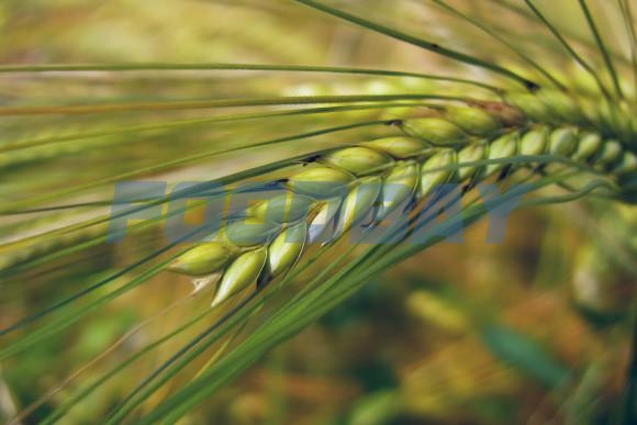 Seeds of spring barley Leon, Warrior, Generous, Vakula, Ene UA ES, RS1 Zernograd - picture 1