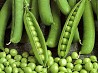 Seeds of peas Aksaysky mustachioed 7