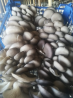 Oyster mushrooms wholesale