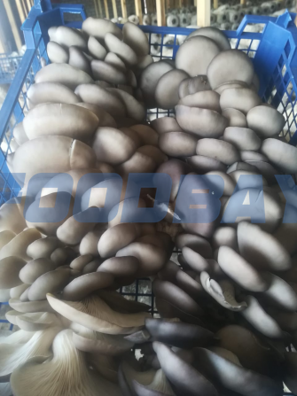 Oyster mushrooms wholesale Tver - picture 1