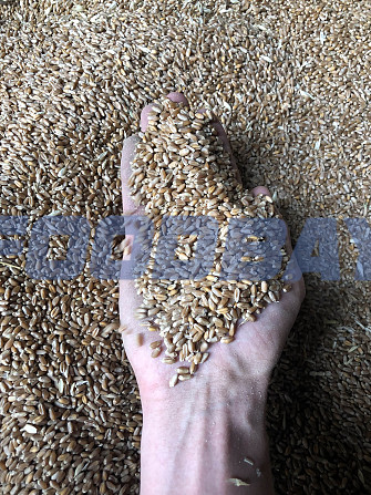 Weizengroßhandel vom Hersteller Krasnodar - Bild 1