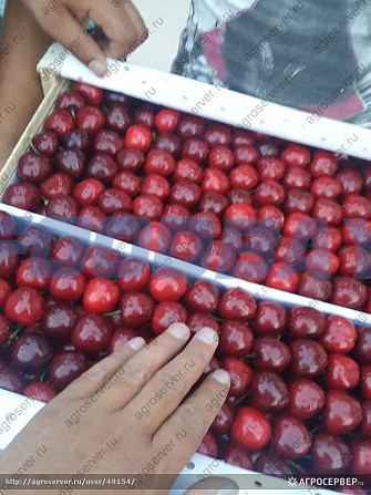 Cherry for export from Sunny Uzbekistan Tashkent - picture 1