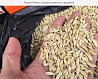 Barley feed crop 2019 (Kazakhstan)