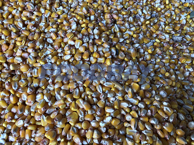 Maisgroßhandel vom Erzeuger Krasnodar - Bild 1
