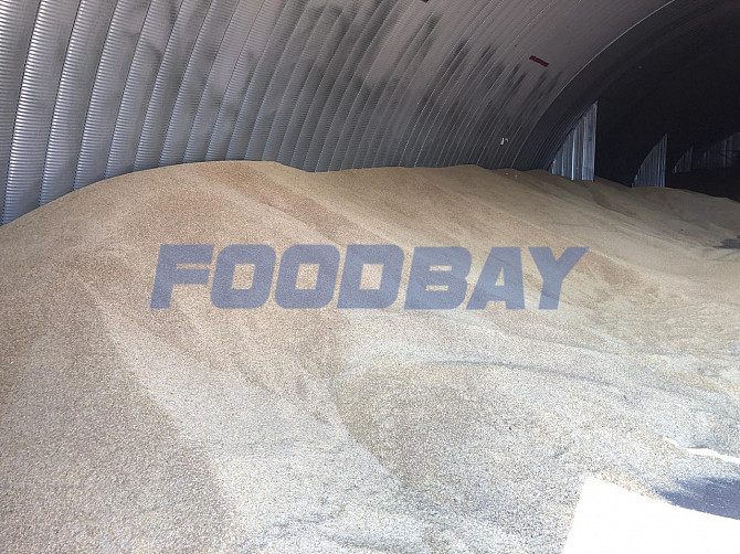 Barley wholesale from the manufacturer Krasnodar - picture 1