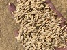 Feed barley from 5000 tons (Kazakhstan)