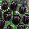 Sale of tulip bulbs