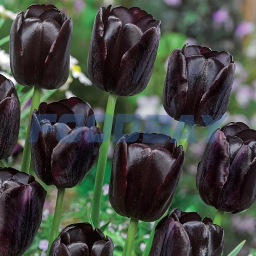 Розпродаж цибулин тюльпана Херсон - зображення 1