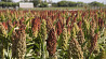 Seeds of Sudan grass Anastasia ES / RS1