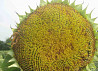 Sunflower seeds grade Azovsky, Clever, Cossack, Vniimk100, hybrid Mercury.