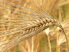 Barley seeds Warrior, Gris, Leon, Generous, Aeneas UA, Vacula, ES / PC1