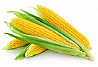 Елітне насіння кукурудзи Зерноградскій 282 МВ, 354 МВ