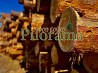 Lumber from a forest processor + pine firewood