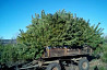 Christmas trees pine wholesale