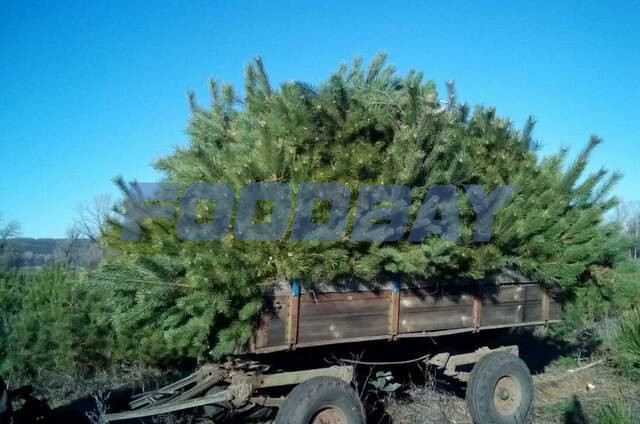 Christmas trees pine wholesale Dnepr - picture 1