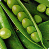 Seeds of spring peas Aksaysky mustachioed 7, Mustachioed fodder ES.