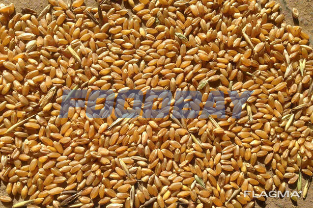 Реализуем Пшеницу 3, 4, 5 класса Казань - изображение 1