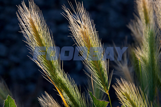 Зерноотходы ячменные оптом Uryupinsk - Bild 1