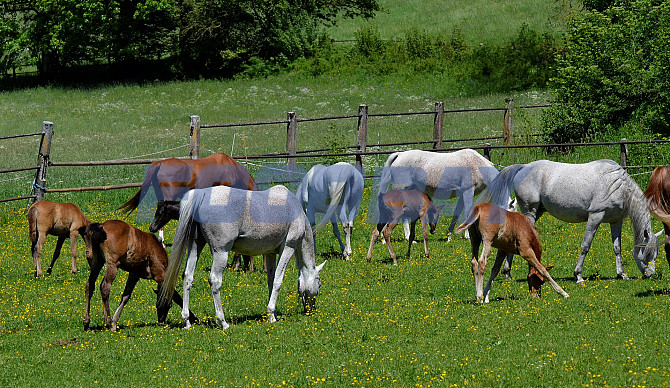 Лошади и жеребята от производителя Элиста - изображение 1