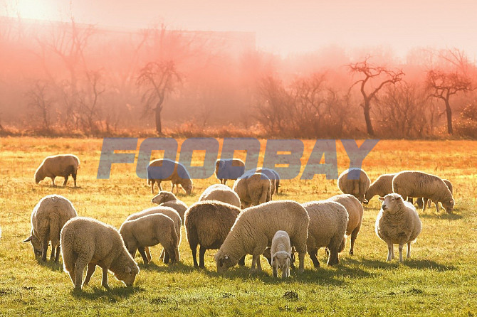 Овцы мясных пород живым весом  - изображение 1