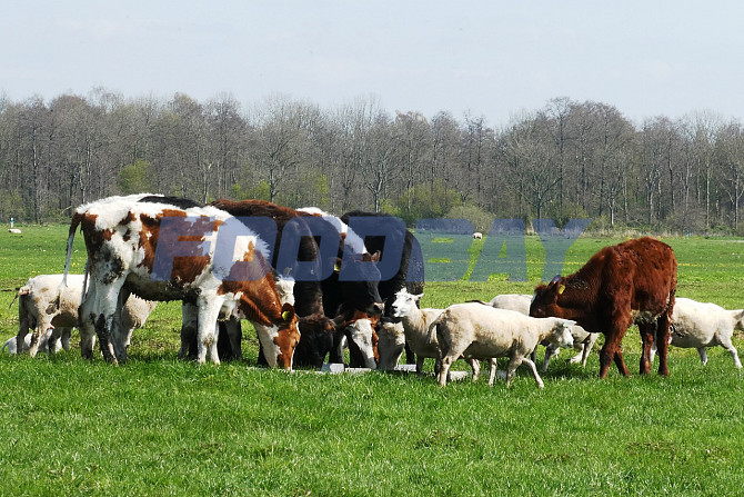 Коровы мясных пород живым весом на убой  - изображение 1