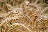 Семена пшеницы полба Янтара