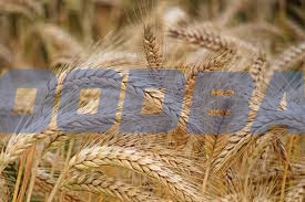 Семена пшеницы полба Янтара Зерноград - зображення 1