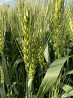 Семена озимой пшеницы сорт Аксинья ЭС