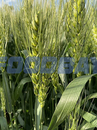 Семена озимой пшеницы сорт Аксинья ЭС Зерноград - изображение 1