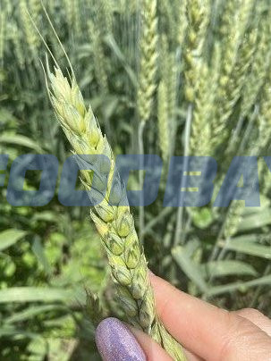 Семена озимой пшеницы сорт Таня ЭС Зерноград - зображення 1