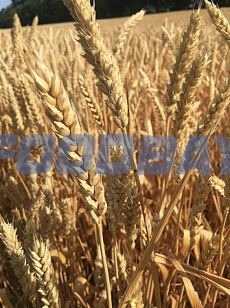 Продаю семена озимой пшеницы сорт Зерноградка 11 ЭС Зерноград - изображение 1