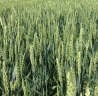 Семена озимой пшеницы сорт Гром ЭС/РС1