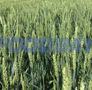 Семена озимой пшеницы сорт Гром ЭС/РС1 Зерноград - зображення 1