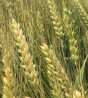 Семена озимой мягкой пшеницы сорт Станичная ЭС/РС1/РС2