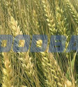 Семена озимой мягкой пшеницы сорт Станичная ЭС/РС1/РС2 Zernograd - Bild 1